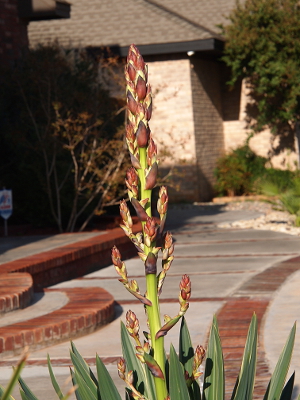 [Bud stems are extended vertically from the main stem.]